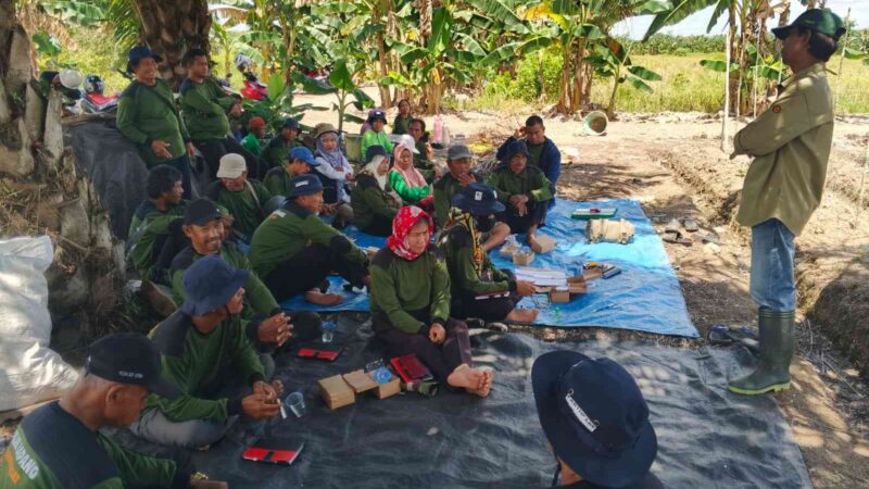 Petani Cabai Di Kapuas Mendapat Pembekalan Sekolah Lapang Pengendalian Hama Terpadu (SLPHT)